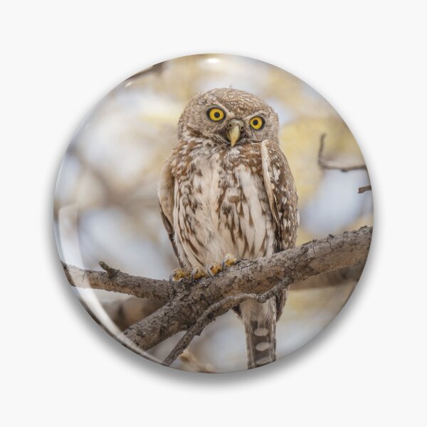 Item preview, Pearl Spotted Owlet Zimbabwe Africa designed and sold by PhotoArt by Joan Carroll.