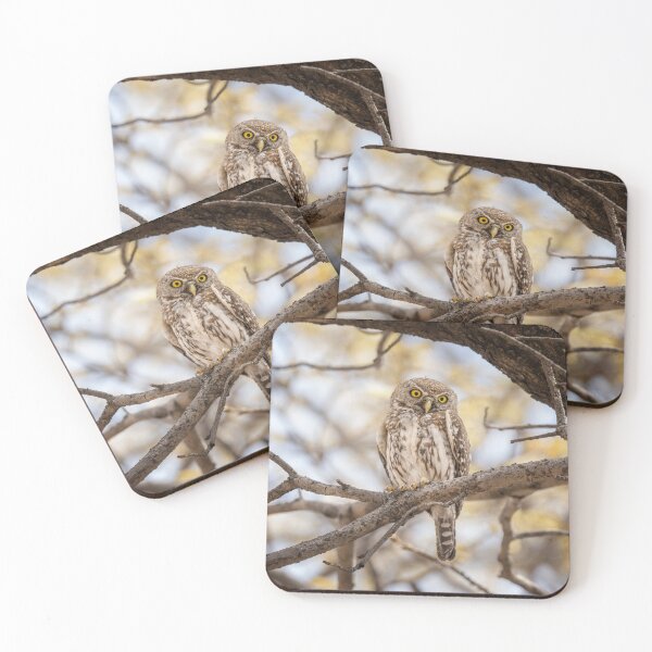 Item preview, Pearl Spotted Owlet Zimbabwe Africa designed and sold by PhotoArt by Joan Carroll.