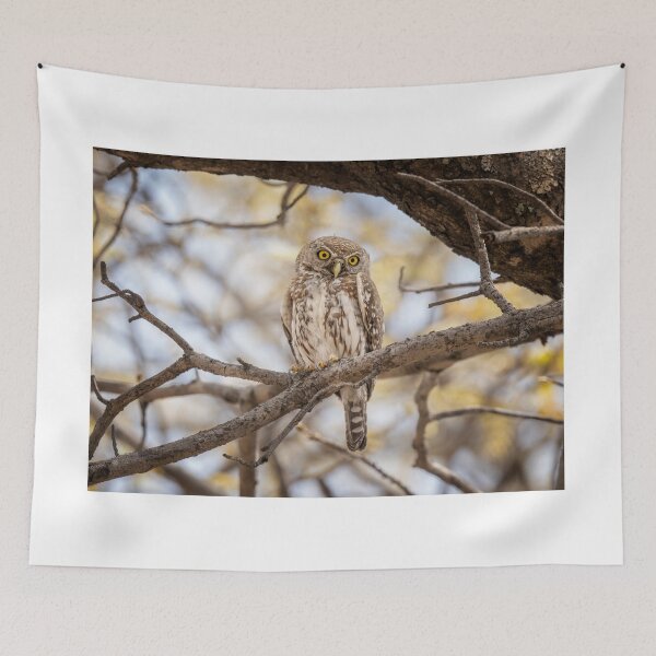 Item preview, Pearl Spotted Owlet Zimbabwe Africa designed and sold by PhotoArt by Joan Carroll.