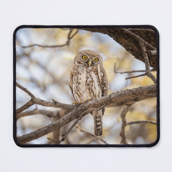 Item preview, Pearl Spotted Owlet Zimbabwe Africa designed and sold by PhotoArt by Joan Carroll.