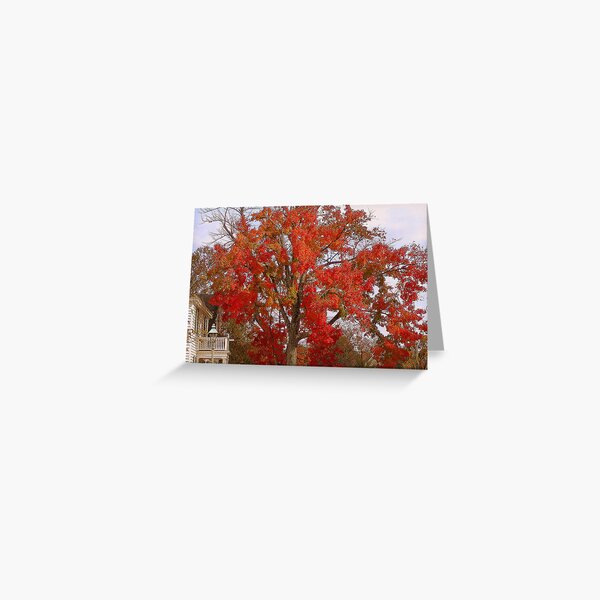 Firey Tree Greeting Card