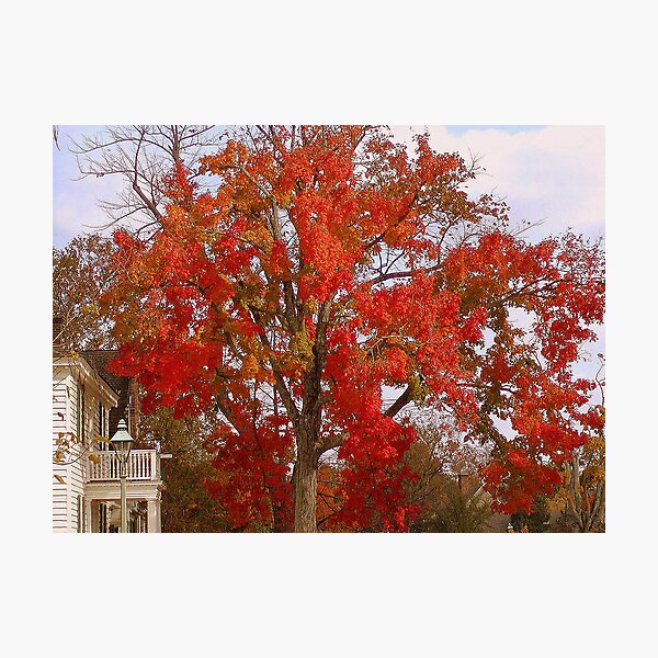 Firey Tree Photographic Print