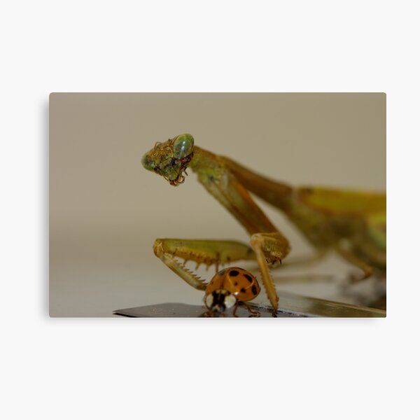 Lunch Canvas Print