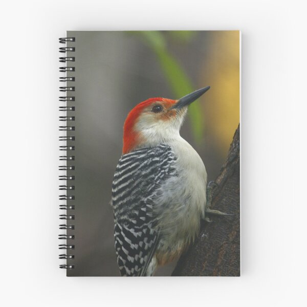 Item preview, red bellied woodpecker designed and sold by Enola Gay Wagner.