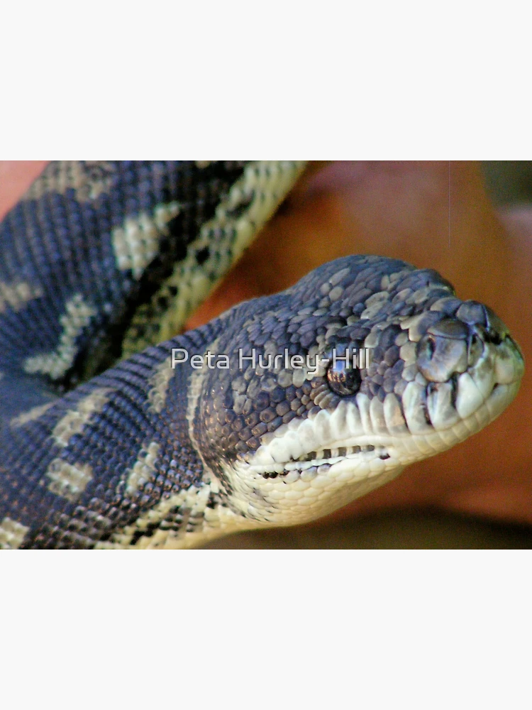 Imagen 3 de 3, Lienzo con la obra Carpet python, diseñada y vendida por Peta Hurley-Hill.
