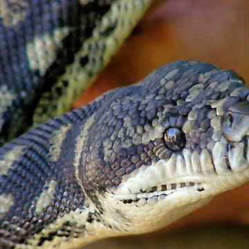 Imagen de la obra Carpet python de Peta Hurley-Hill