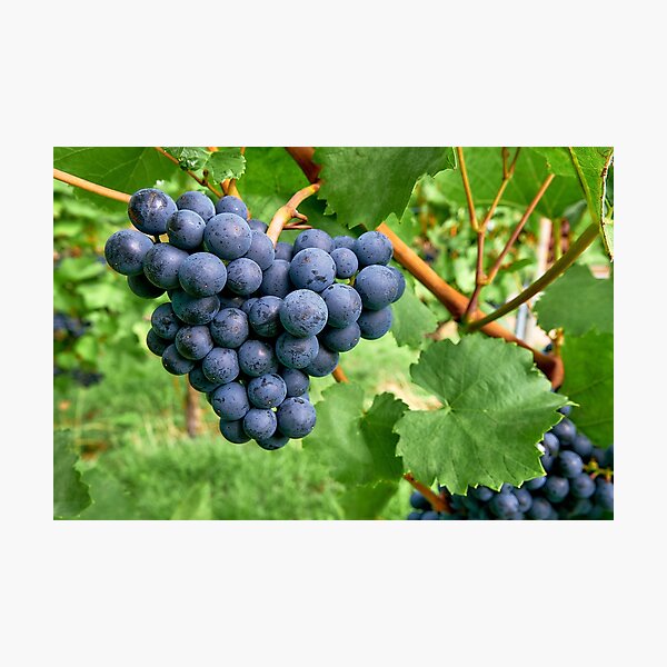 Item preview, Purple grapes-  purple wine grapes designed and sold by Juliet  Thomas.
