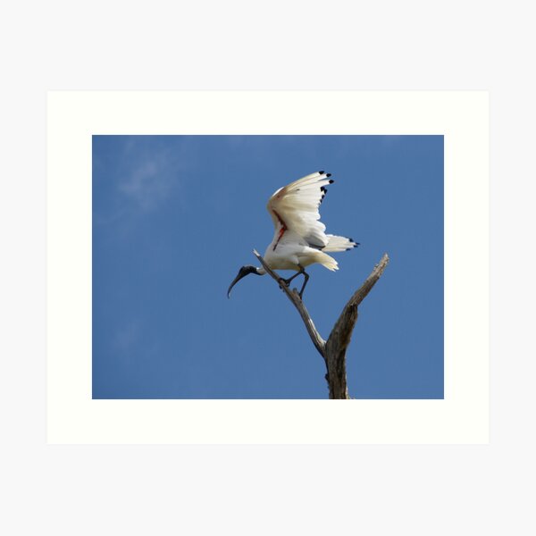 Item preview, Australian White Ibis designed and sold by rogersmith.
