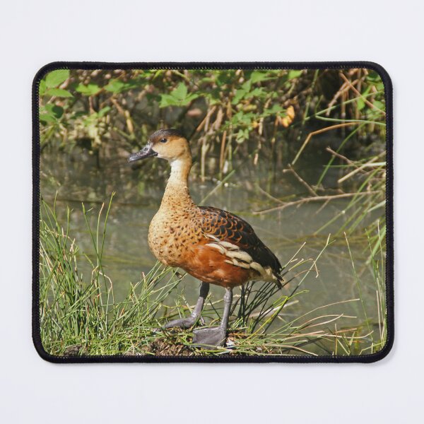 Item preview, wandering whistling duck designed and sold by rogersmith.