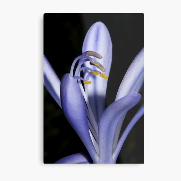 Item preview, Yellow and blue designed and sold by Steve  Woodman.