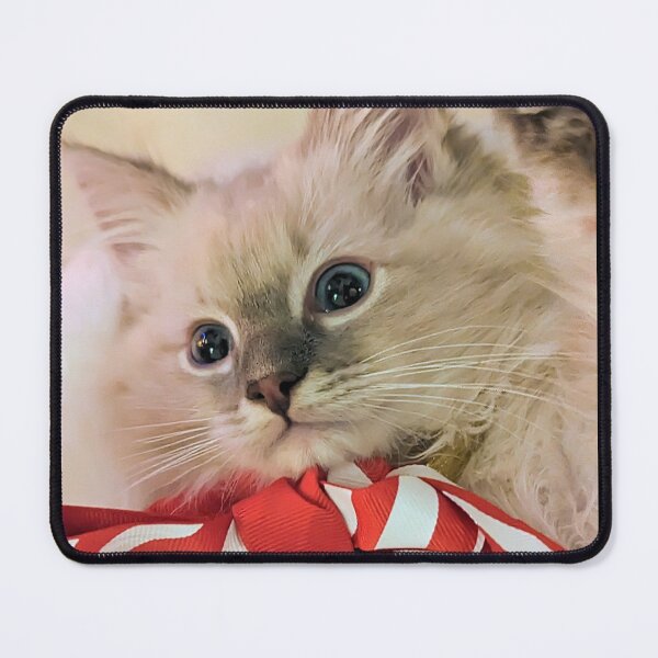Item preview, Copy of Lynx ragdoll kitten designed and sold by Fluffycat2020.