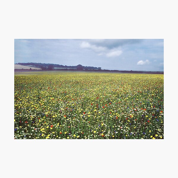 Field Of Flowers Photographic Print