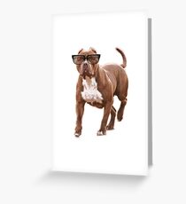 Funny pit bull in glasses Greeting Card