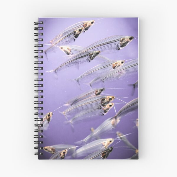 Item preview, Sunshine Aquarium: Phantom Catfish designed and sold by Chancelrie.