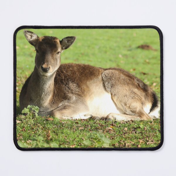 Item preview, Fallow Deer designed and sold by aquabella.
