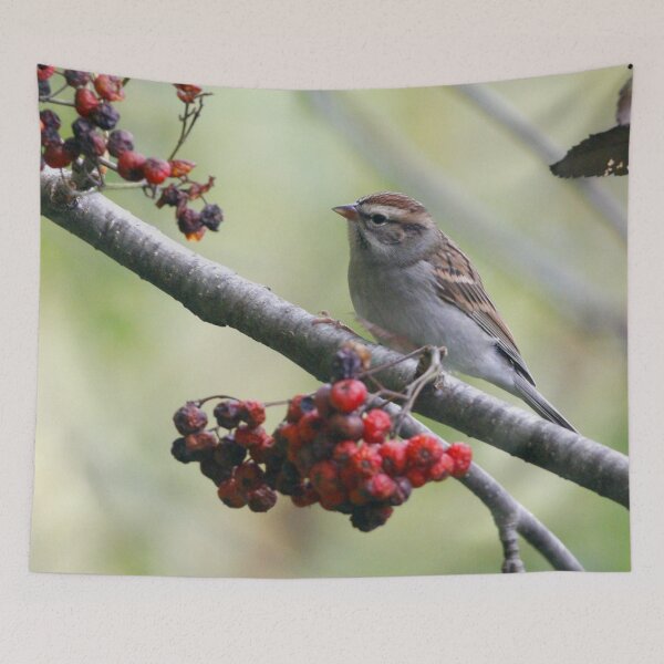 Item preview, Chipping sparrow designed and sold by Enola Gay Wagner.