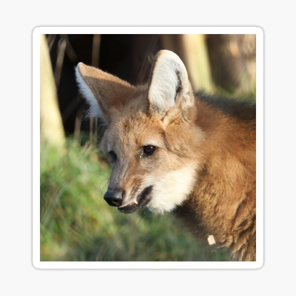 "Maned Wolf" Sticker for Sale by aquabella Redbubble