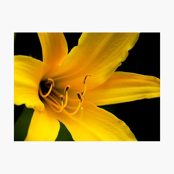 Item preview, Yellow Lilium designed and sold by Claire  Farley.