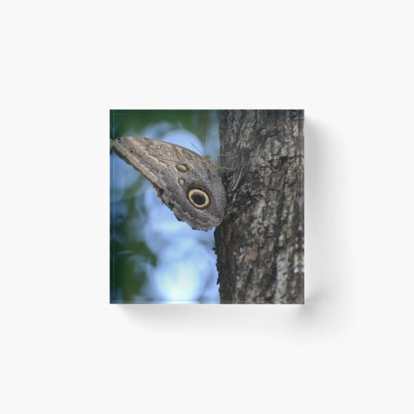 Item preview, Large Owl Butterfly designed and sold by Sauropod8.