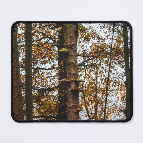 Item preview, Autumn trees in the forest - Clumber Park designed and sold by chiaravisuals.