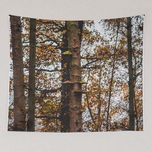Item preview, Autumn trees in the forest - Clumber Park designed and sold by chiaravisuals.