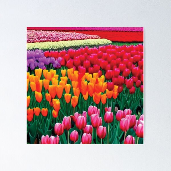 Item preview, Colorful Tulips designed and sold by faizaart.
