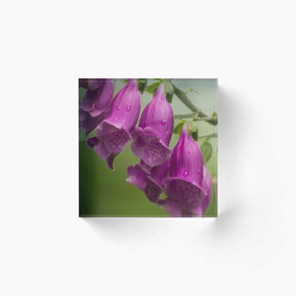 Item preview, Pastel shades of Purple designed and sold by Anthony Hedger Photography.