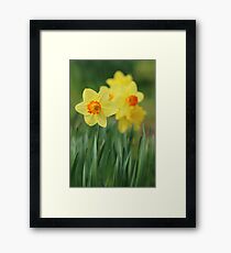 Shropshire Daffodils Framed Print