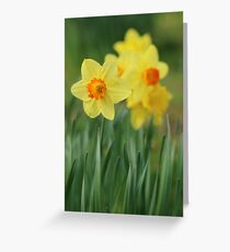 Shropshire Daffodils Greeting Card