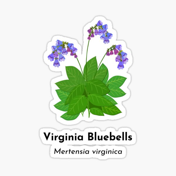 Item preview, Virginia Bluebells (Mertensia virginica) designed and sold by Bittersweet Gardener.