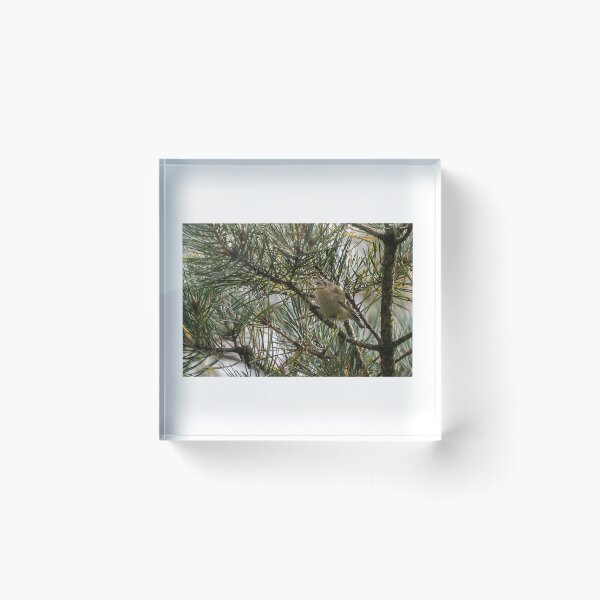 Item preview, Goldcrest designed and sold by FlyladyphotoBWC.