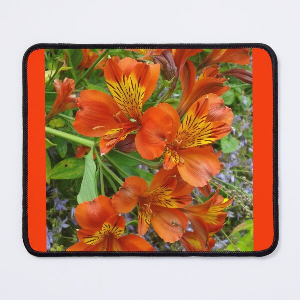 Item preview, Beautiful Flowers (Alstroemeria aurea) designed and sold by SandersSP-Merch.