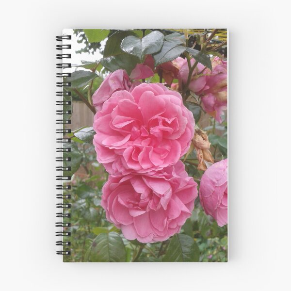 Artikelvorschau, Rosa Rosen entworfen und verkauft von SandersSP-Merch.