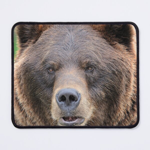 Item preview, Grizzly Bear canvas,Grizzly Bear,animal, animals,Grizzly Bear wall art,Grizzly Bear artwork,Grizzly Bears,wild,Grizzly Bear art,Grizzly Bear painting designed and sold by eyesight4vision.
