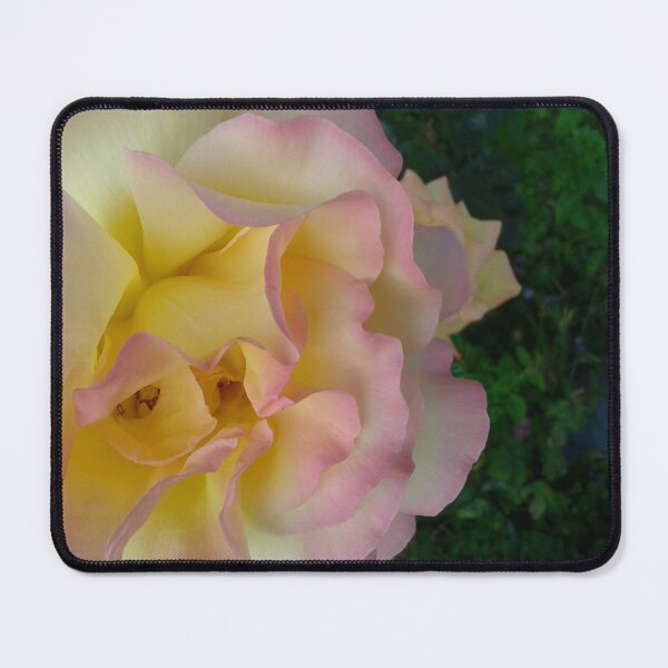Item preview, Yellow and Pink Rose designed and sold by SandersSP-Merch.