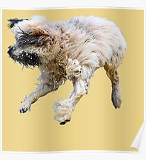 The Shaggy Dog Poster