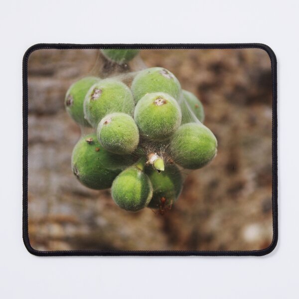 Item preview, Cluster Fig Fruits. designed and sold by VgBingi.