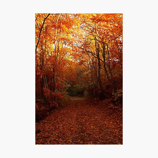 Autumn path, warm colors Photographic Print