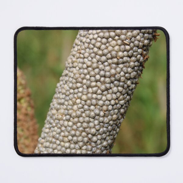 Item preview, Pearl Millet Head. designed and sold by VgBingi.