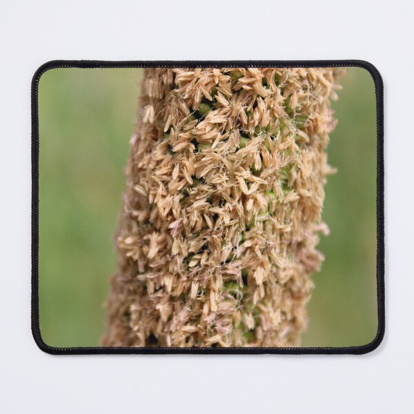 Item preview, Pearl Millet Head. designed and sold by VgBingi.