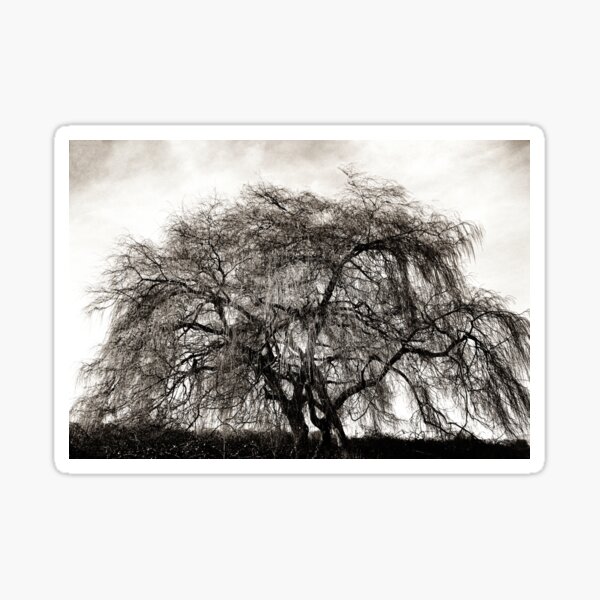 Item preview, Willow Tree  designed and sold by Ethna Gillespie.