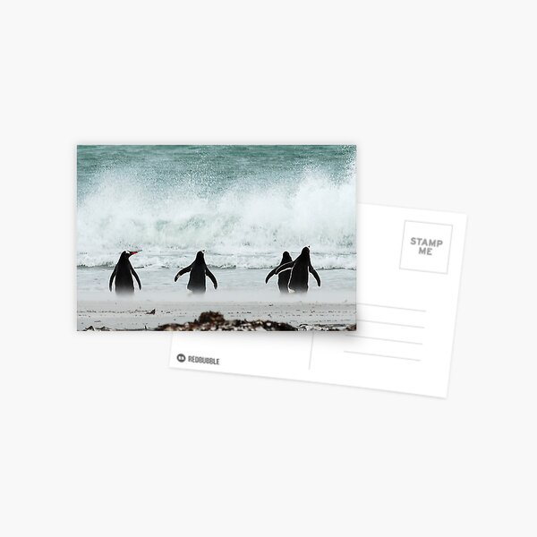 Penguins Postcard