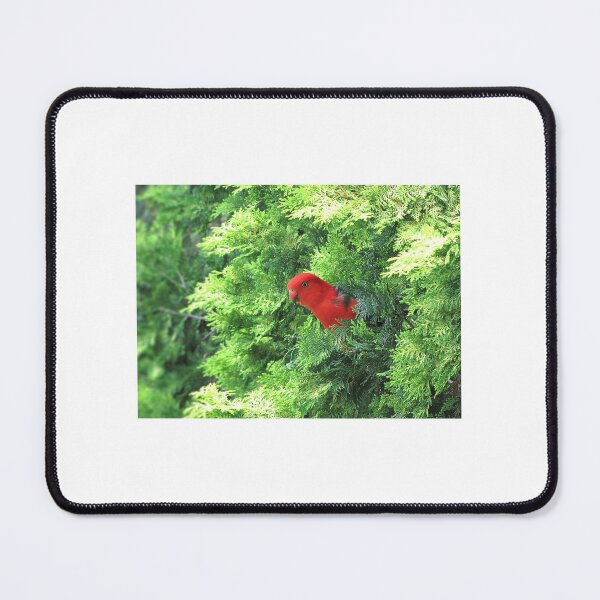 Item preview, Male King Parrot designed and sold by DesignsbyRandR.