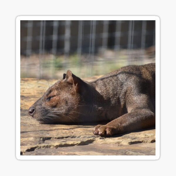 Item preview, Fossa designed and sold by Sharon the Zoo Lady Photography .