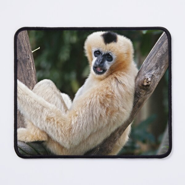 Item preview, white-cheeked gibbon designed and sold by rogersmith.