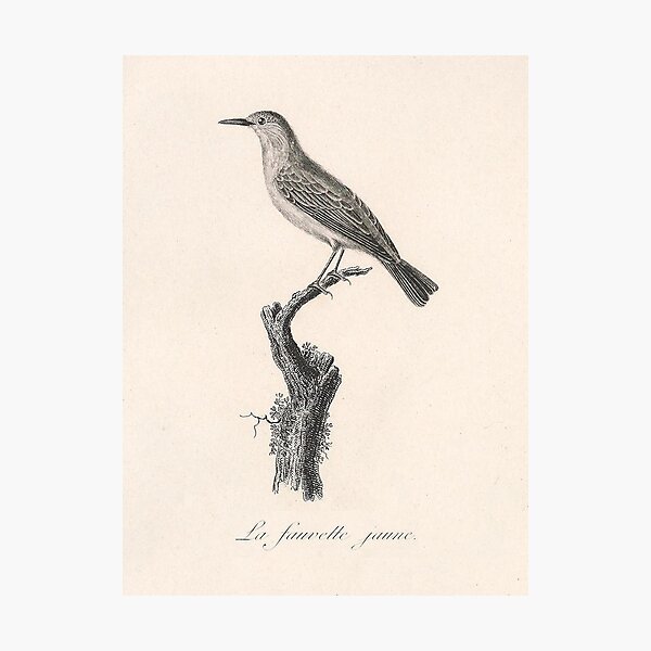 Item preview, The Yellow Warbler designed and sold by ptMaker.