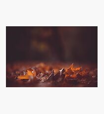 Autumn Leaf Frederiksberg, Danmark Postcard Photographic Print