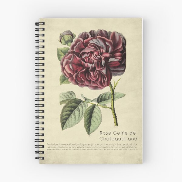 Item preview, Rose Genie de Chateaubriand With Details designed and sold by ptMaker.