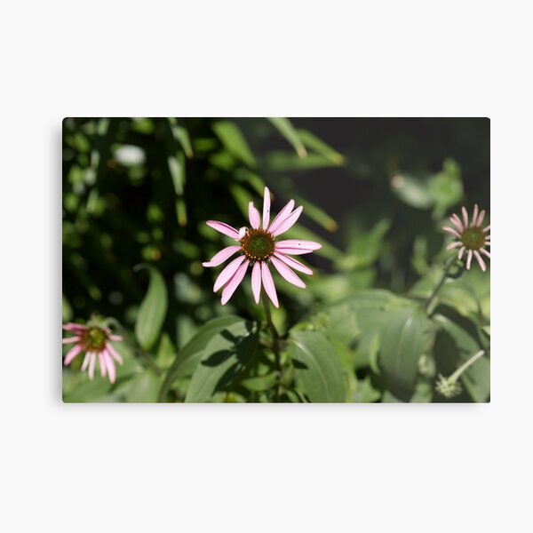 Flower Calendar 10 Metal Print