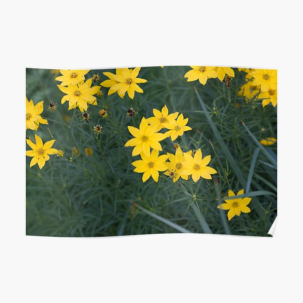 Flower Calendar 11 Poster